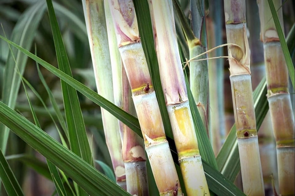 Foto-para-1a-matéria-do-blog-Caldo-de-cana-é-boa-opção-para-quem-treina-veja-benefícios-e-como-consumir-1-1